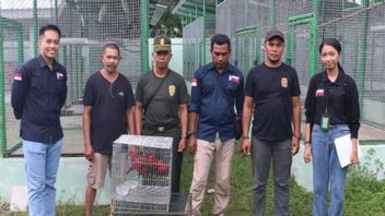 Belasan Burung Nuri Diamankan Gakkum KLHK dari Tangan Penjual Satwa Liar di Ambon