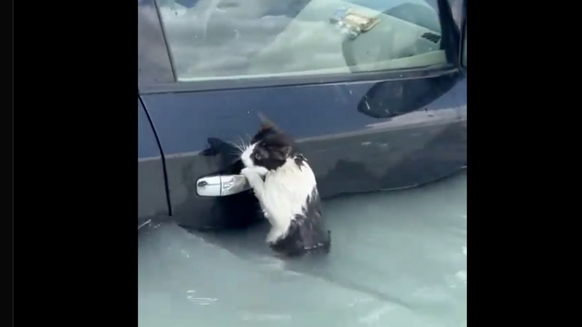 警察がドバイ洪水に巻き込まれた車のドアにぶら下がっている猫を救助