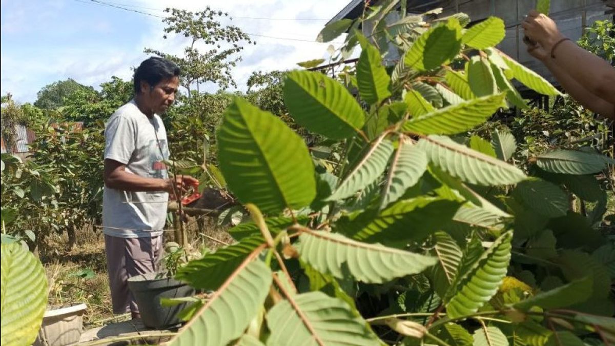 La légalisation des exportations de produits Kratom accueillie par les entreprises