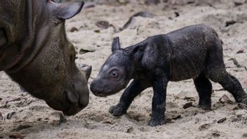 Good News Coming From The World Of Indonesian Conservation, Sumatran Rhino Children Born In Way Kambas National Park