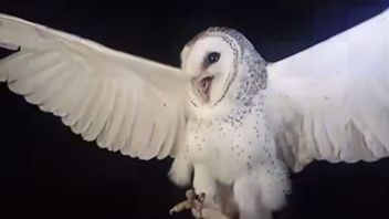 Dari Keluhan Tak Bisa Tidur Berujung Pidana, Penembak Serak Jawa di Belu NTT Terancam 1,5 Tahun Penjara