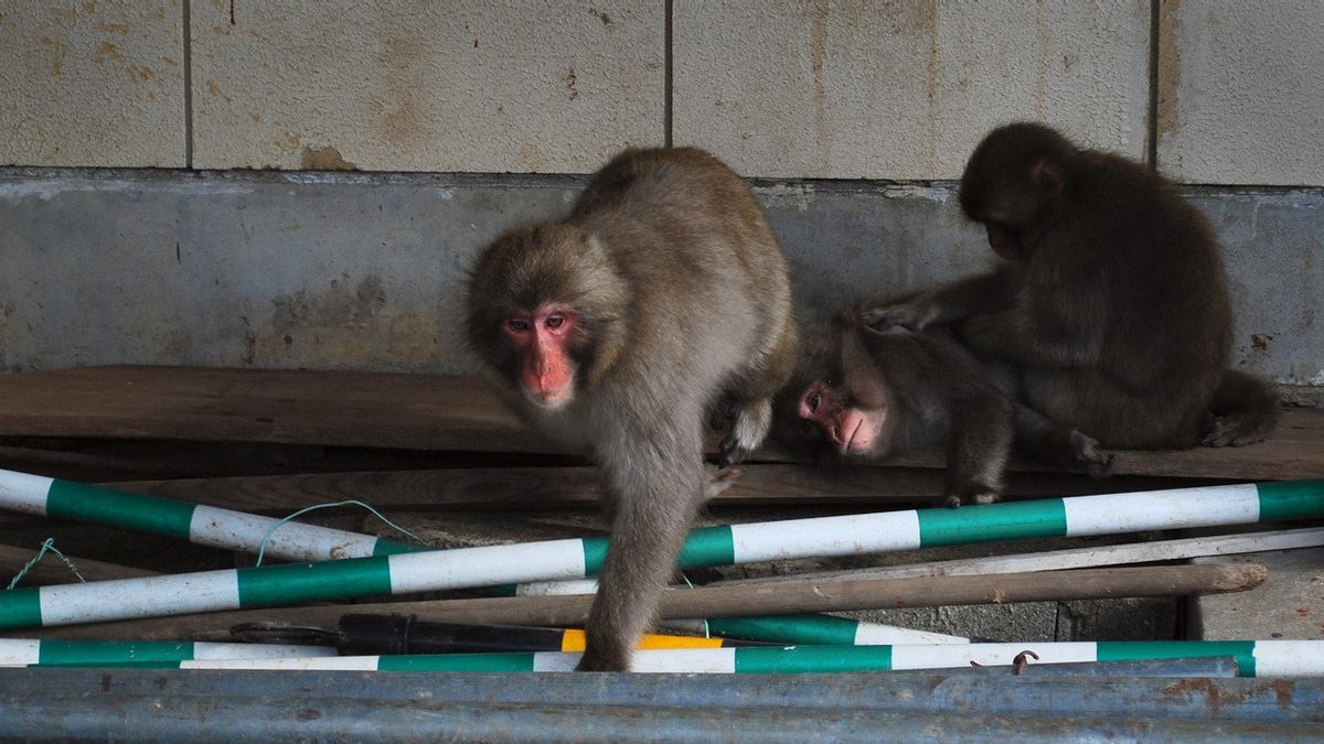 Serang 20 Penduduk Termasuk Bayi 10 Bulan, Seekor Monyet Liar Diburu Otoritas Kota di Jepang