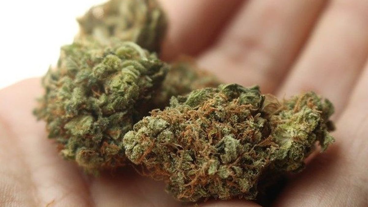 6 kg de marijuana de Sumatra du Nord entrant en Tegal par le service d’expédition sécurisé par BNN Jateng