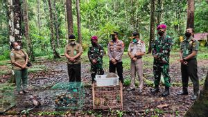 Landak Papua yang Hampir Punah dan Sejumlah Satwa Langka Lainnya Dilepasliarkan di Taman Wisata Alam Kota Sorong