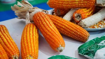 育种者一级食品价格波动的压力,政府开始渠道SPHP Jagung