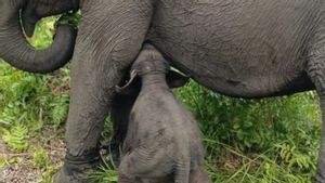 Satu Gajah Sumatera Lahir di SM Padang Sugihan Banyuasin Sumsel