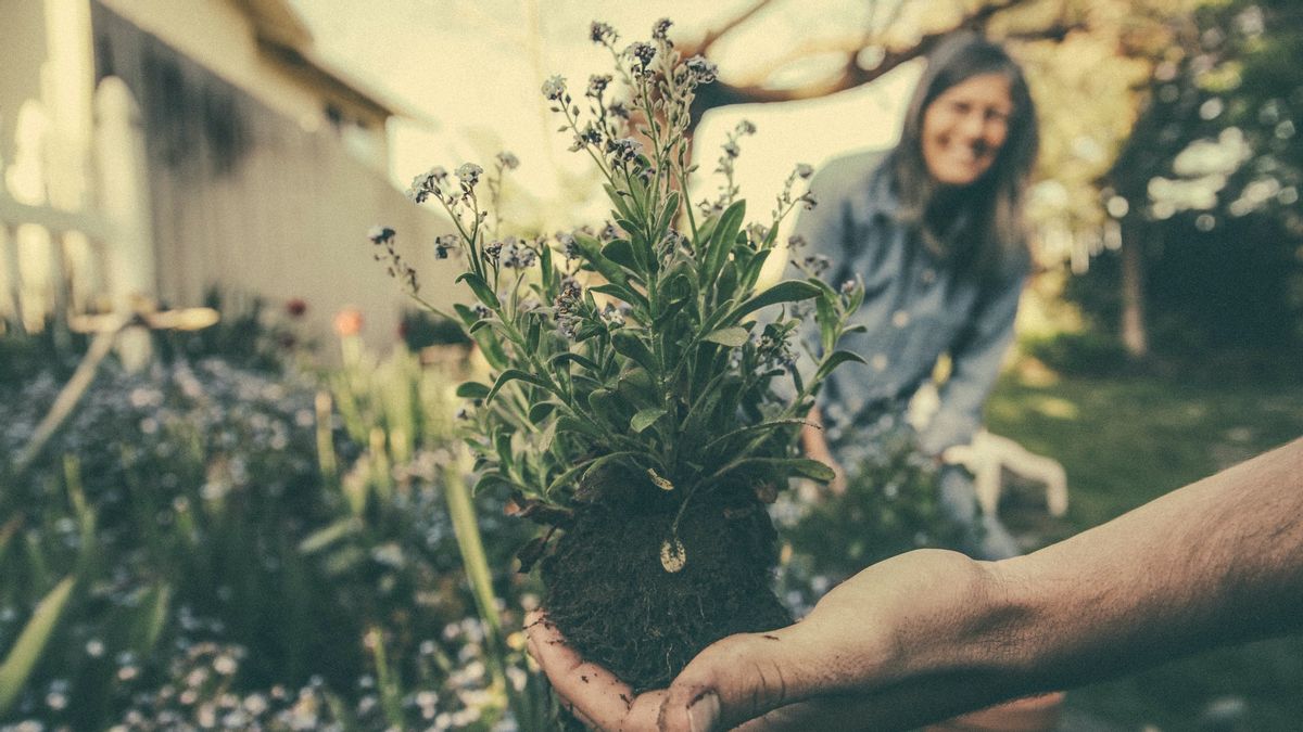According To Fact, Plant Therapy Has 5 Positive Benefits Apart From Boosting Mood