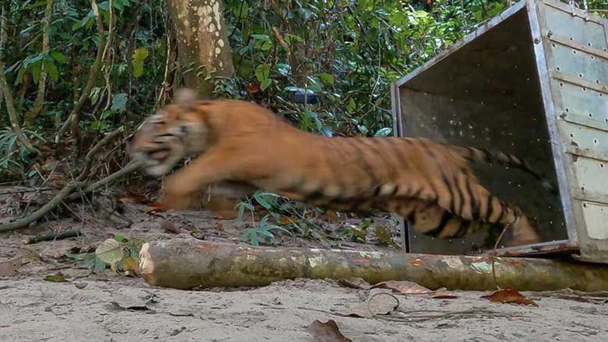 A Tiger Was Attacked By A Cow In Jambi, The Owner Gave Up Watching From A Distance