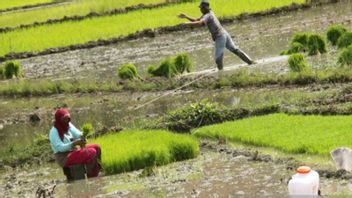 خوفا من تفشي تحويل الأراضي، 5 مقاطعات في آتشيه تقترح حماية حقول الأرز
