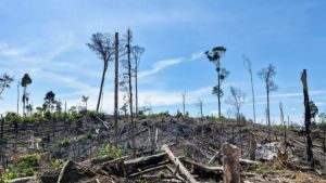 Kontroversi Siti Nurbaya Bakar: Menteri LHK yang Dituduh Dukung Kerusakan Hutan