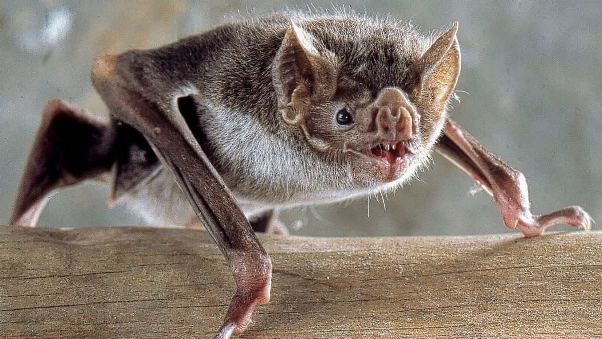 Vampire Bats' Blood Coagulation Proteins Surprise Researchers