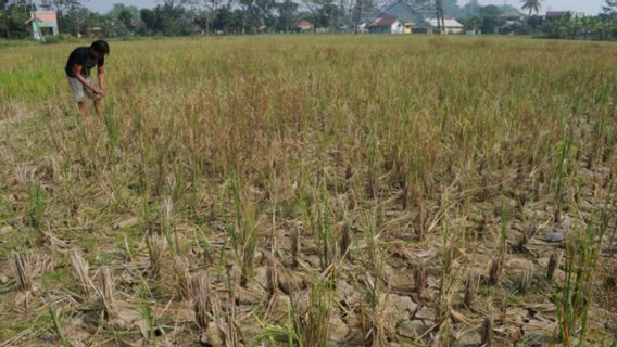 Dampak El Nino, Fenomena Alam yang Kemungkinan Terjadi Bulan Agustus Nanti