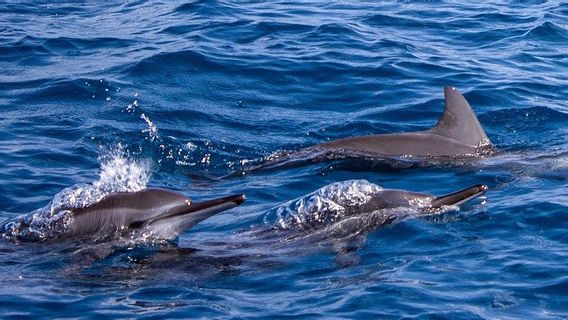 太平洋东爪哇海豚捕获视频，据称由移民渔民进行