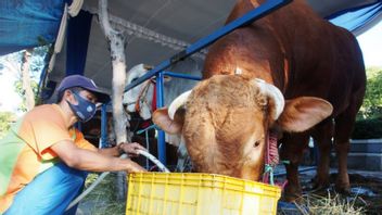 Jokowi Sacrifice A Cow Weighing 1.2 Tons At The Al Akbar Mosque In Surabaya