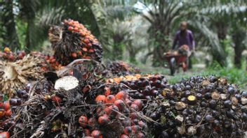Palm Oil Company Owned By Conglomerate Peter Sondakh Earns IDR 1.36 Trillion In Revenue, But Loss IDR 1.66 Trillion In The First Semester Of 2021