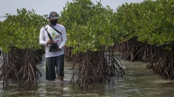 Mangrove Forest Threshold In Lampung For Shrimp Ponds, Police Arrest Perpetrators In Banten