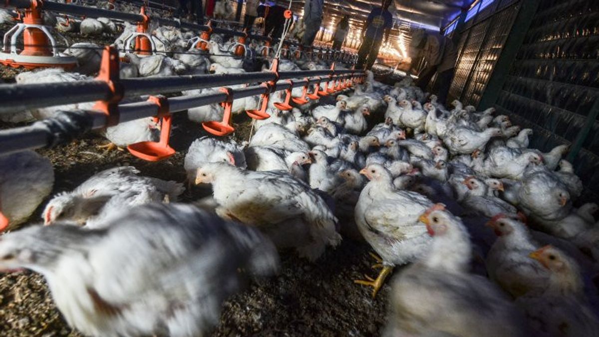 農業省は、独立した家禽農家を「オフにする」と評価:農民はRp5.4兆まで失う