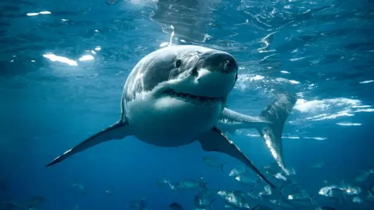 鲨鱼攻击统计和有关鲨鱼的有趣事实