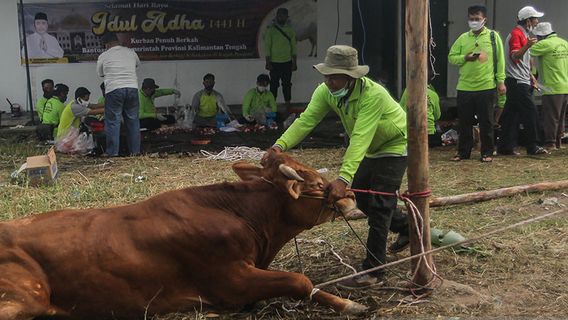 Alhamdulillah, Sri Mulyani And The Sacrifice Tax Officer Of 16 Cows And 1 Goat On This Year's Eid