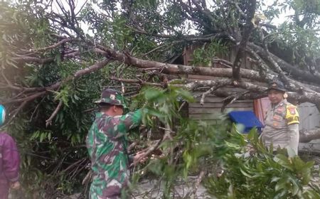 Hujan Ekstrem di Natuna Picu Pohon Tumbang Timpa Rumah Warga, Sungai Meluap Tutup Akes Jalan