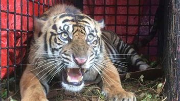 Sumatran Tiger Appears In Residents' Settlements In Pasaman With Unique Behavior