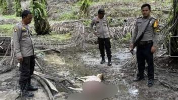 Riau BBKSDA Monitors Allegations Of Mangsa Sapi Tigers In Siak