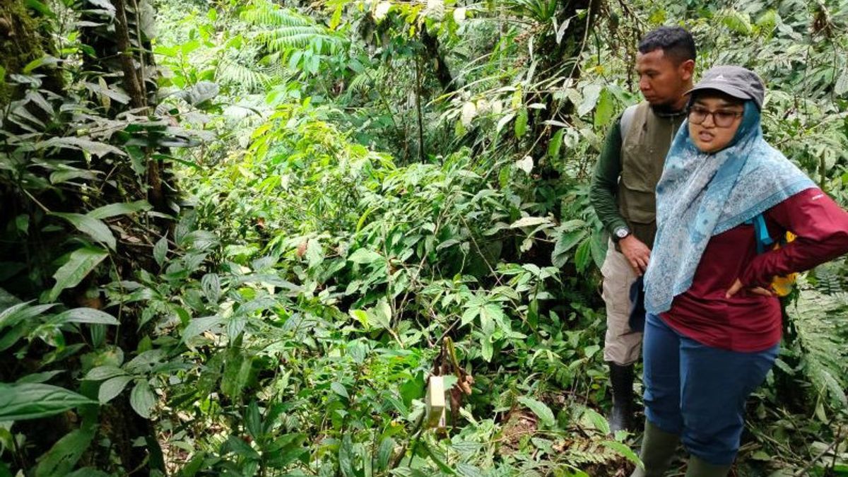 Disturbed By Weather, 10 Knop Bunga Rafflesia Arnoldii In Agam Failed To Bloom