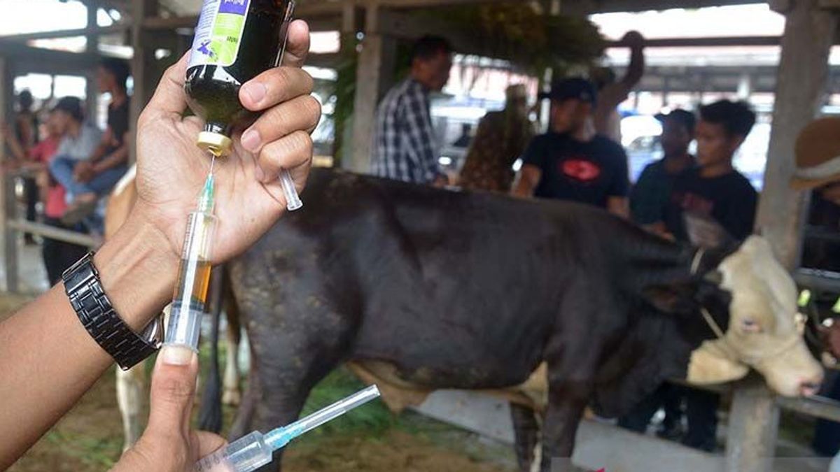 Ini Penting! Warga Aceh Utara Jangan Lupa Bertanya ke Pedagang Surat Bebas PMK Saat Membeli Hewan Kurban
