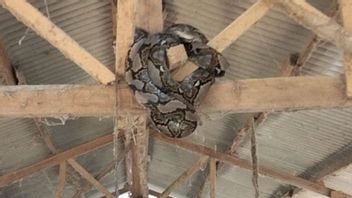 サンカヘビ 4メートル 獲物 7 住民の鶏の頭蓋骨 南ランプンダムカルマットに避難