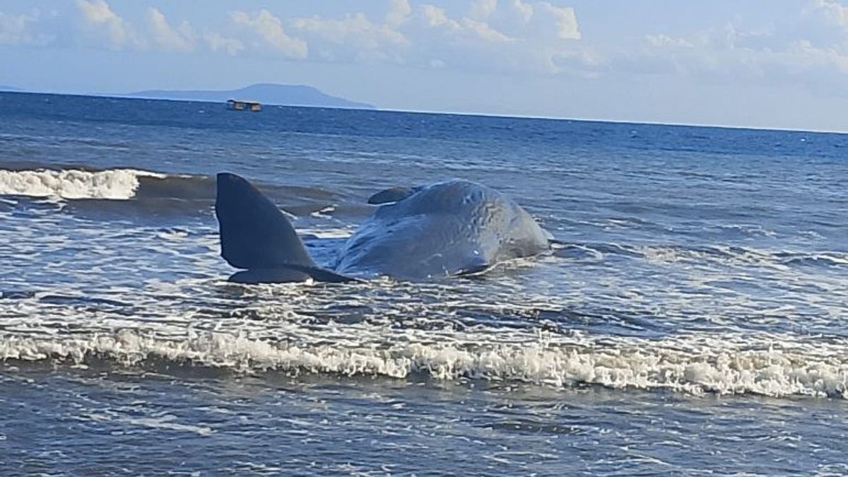Paus Mati Terdampar di Pantai Jembrana