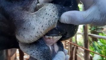 Vaksin PMK Telah Disuntikan ke 1,67 Juta Hewan Ternak di Indonesia