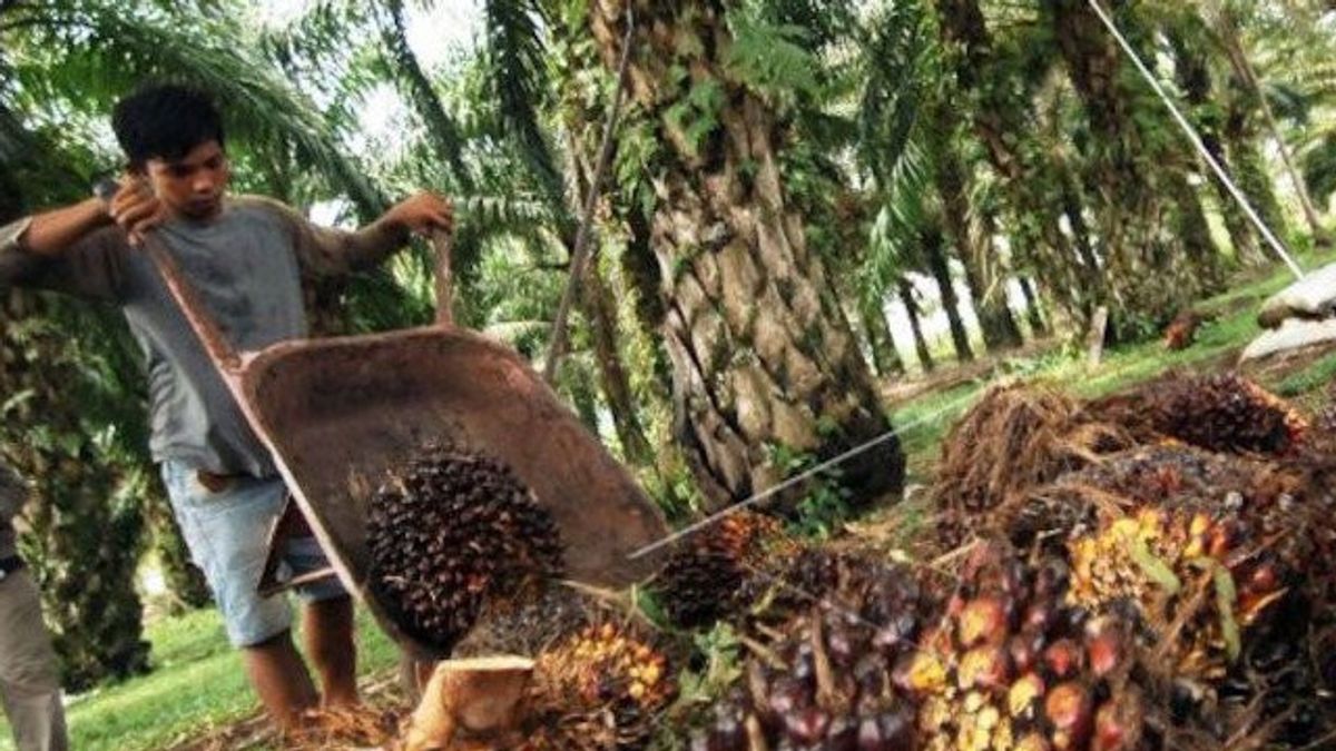 Oil Palm Farmers Need International Certification To Be Profitable
