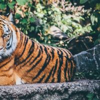 Kasus Pertama COVID-19 pada Seekor Harimau di Kebun Binatang AS