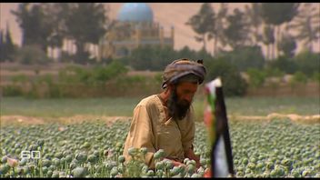 タリバンはアヘン栽培の禁止をめちゃくちゃにせず、違反者はシャリーア制裁に引きずり込まれ、作物は破壊される