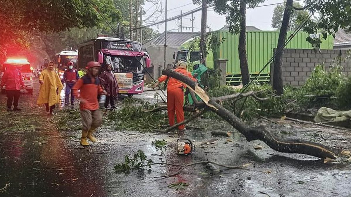 Satu Orang Tewas Tertimpa Pohon Tumbang di Kota Malang