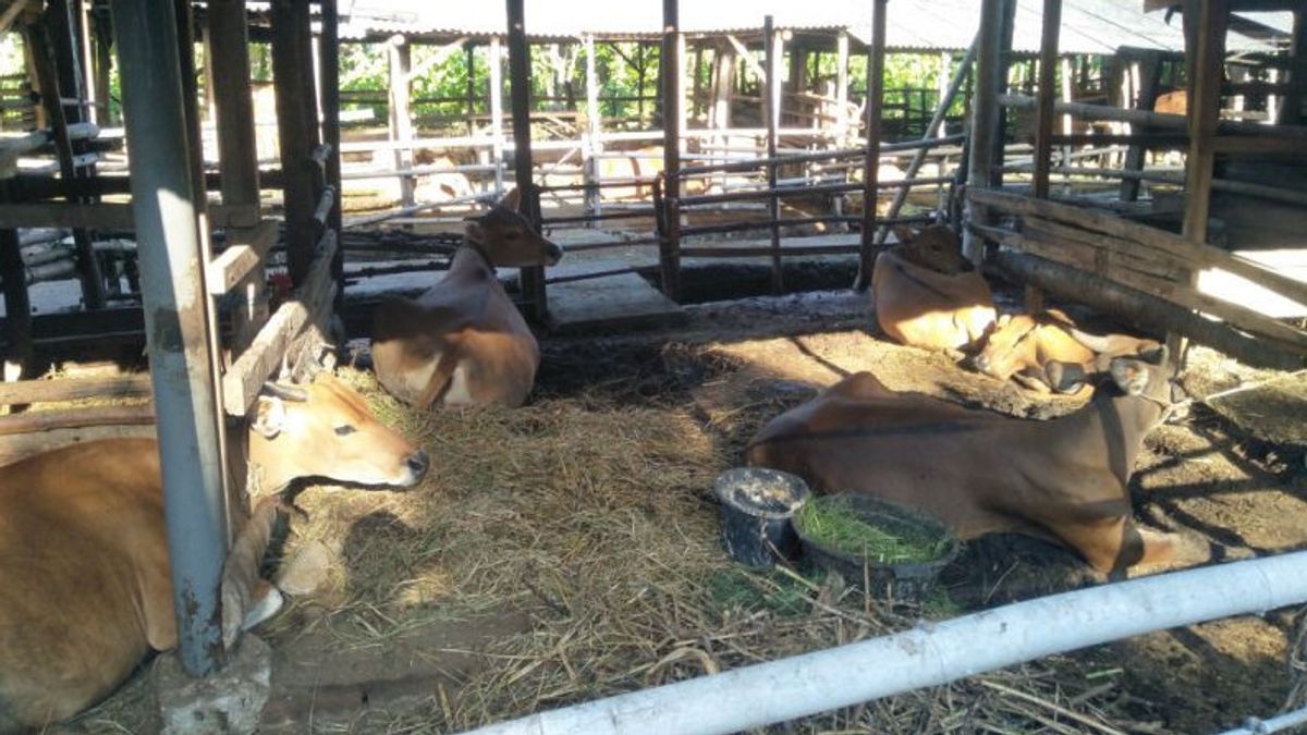 Five Thousand Sacrificial Animals That Will Enter Jakarta Have Not Been Quarantined, DPRD: Should The Supply Be Stopped