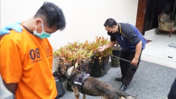 Recidivist Burys 1.4 Kilograms Of Crystal Methamphetamine In Home Yard In Denpasar