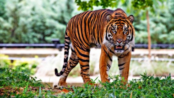 Katanya, Macan Jawa Masih Ada di Kawasan Pegunungan Muria