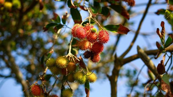 8 Manfaat Biji Rambutan untuk Kesehatan dan Cara Aman Mengonsumsinya