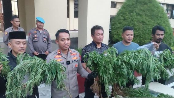 Ladang Ganja di Cianjur Sudah Pernah Dipanen Tersangka