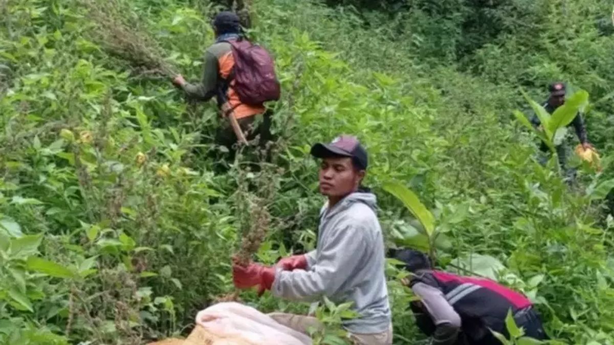 TNBTS Klarifikasi Larangan Drone, Buntut Video Viral Ladang Ganja di Kawasan Bromo