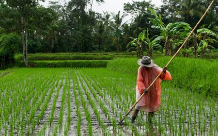 DPR Nilai Alih Fungsi Sawah Jadi Rumah Tak Sejalan dengan Visi Misi Ketahanan Pangan