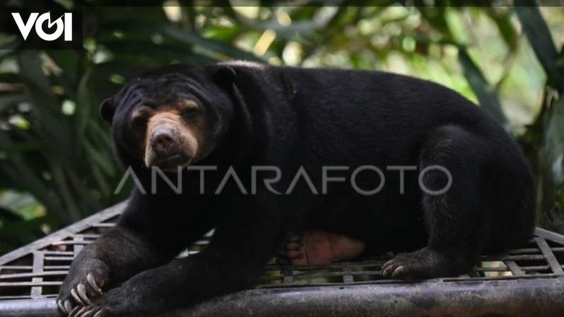 Ekspansi Masif Kelapa Sawit di Tapin, Kalimantan Selatan, Menghimpit Beruang Madu ke Pemukiman