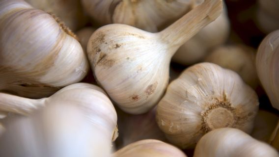 The Need For Socialization From The Government If Corona Does Not Spread Through Garlic