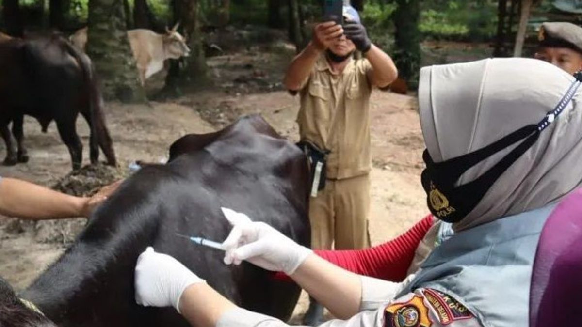 فريق العمل: تم تطعيم ما مجموعه 1,589,144 حيوانا ضد مرض الحمى القلاعية