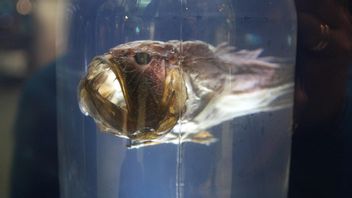 5種類の奇妙で恐ろしい深海魚:エイリアンのように見える