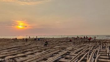 Ada 10 Juta Bambu Dipakai sebagai Matras Tol 'Atas Laut' Semarang-Demak