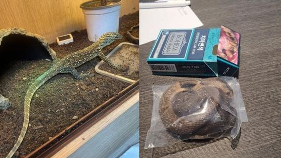 Customs And Excise Thwarts Komodo Smuggling Hidden In Underwear