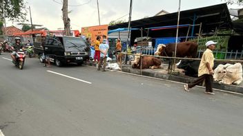 人行道被祭祀动物贸易商接管,Jakpus市长的命令被忽视