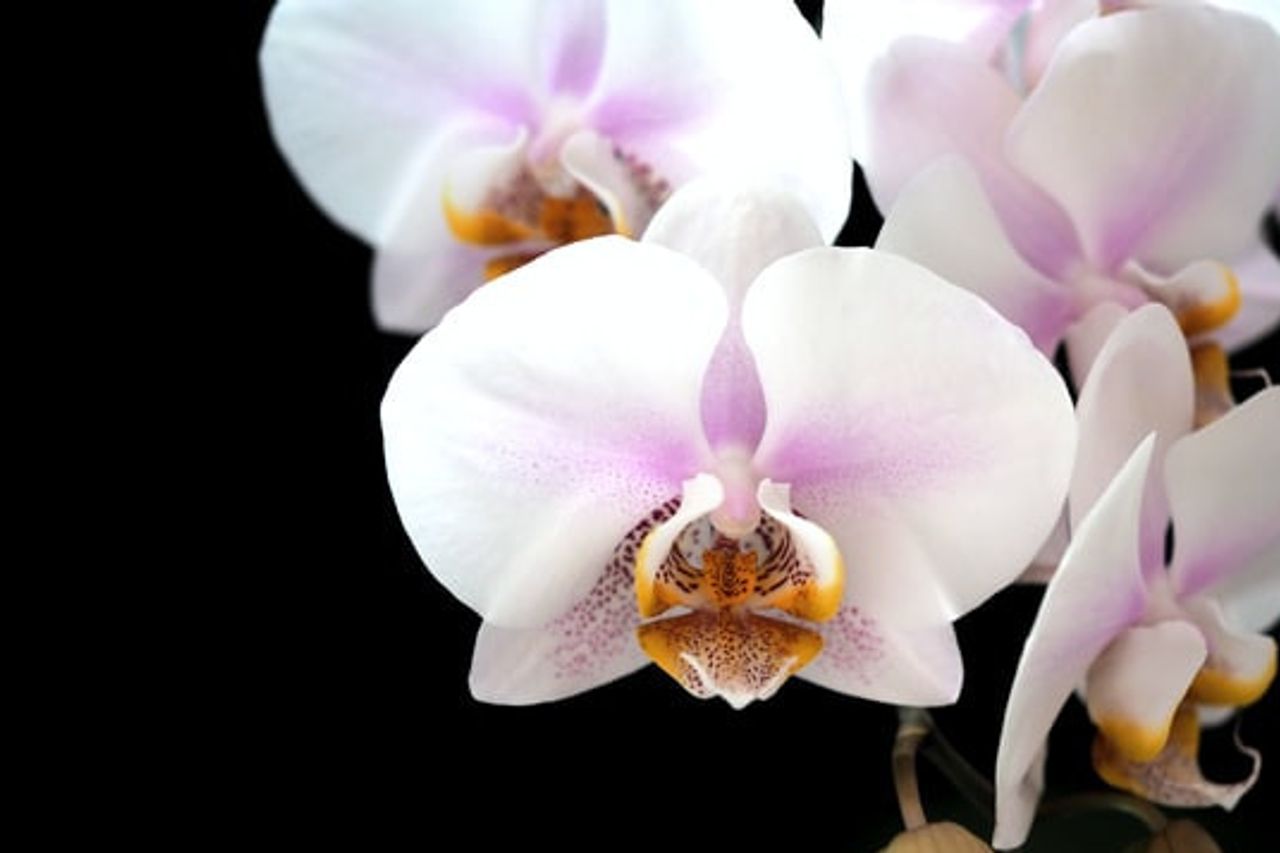 Exotic And Charming, Let's Get Acquainted With Black Orchid Plants